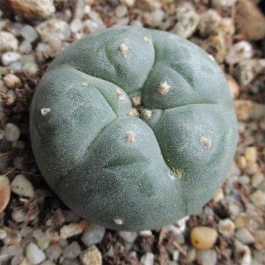 Lophophora williamsii