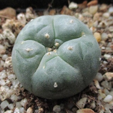 Lophophora williamsii