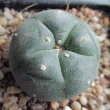 Lophophora williamsii