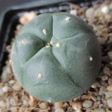 Lophophora williamsii