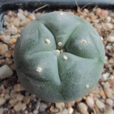 Lophophora williamsii