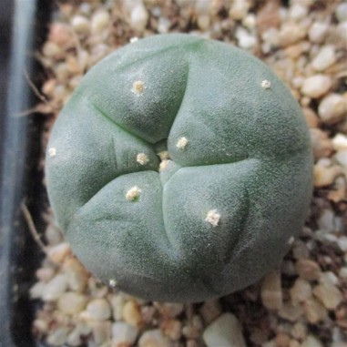 Lophophora williamsii