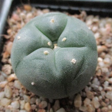 Lophophora williamsii