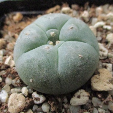 Lophophora williamsii