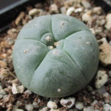 Lophophora williamsii