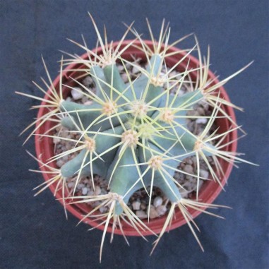 Ferocactus glaucescens