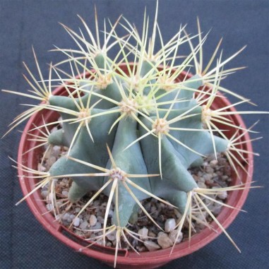 Ferocactus glaucescens