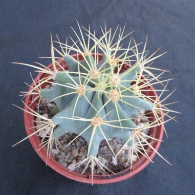 Ferocactus glaucescens