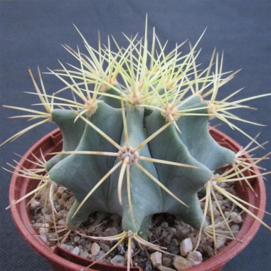 Ferocactus glaucescens