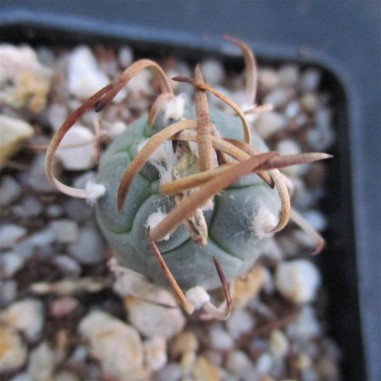 Turbinicarpus schmiedickeanus  polaskii