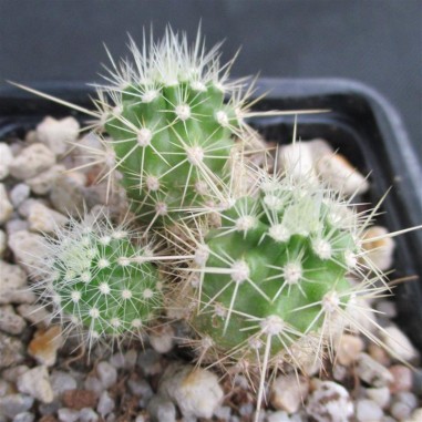 Echinocereus klapperi