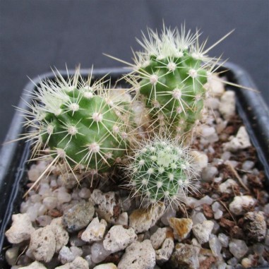 Echinocereus klapperi