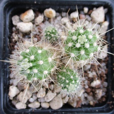 Echinocereus klapperi