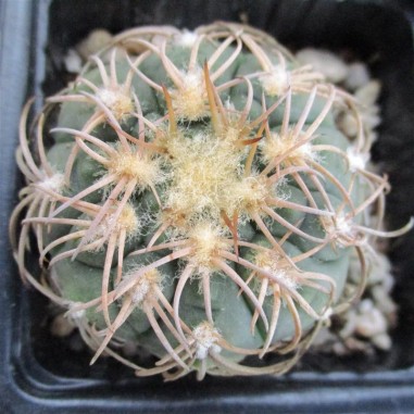 Gymnocalycium spegazzinii var....