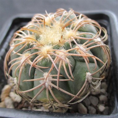 Gymnocalycium spegazzinii var....