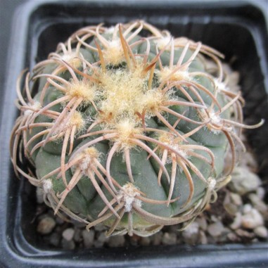 Gymnocalycium spegazzinii var....