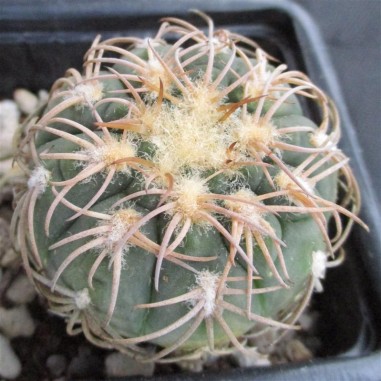 Gymnocalycium spegazzinii var....