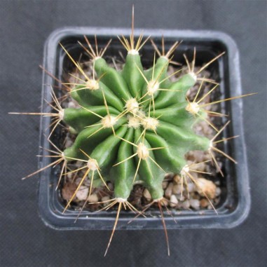 Ferocactus echidne  DJF 614