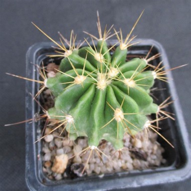 Ferocactus echidne  DJF 614