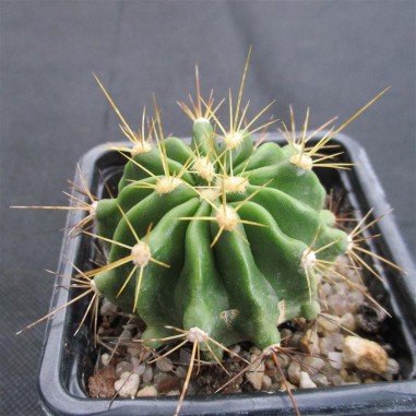 Ferocactus echidne  DJF 614