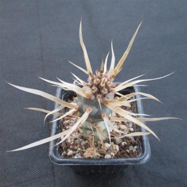 Tephrocactus articulatus var....