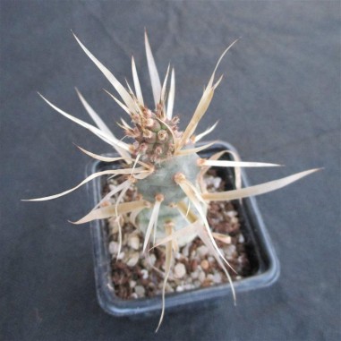 Tephrocactus articulatus var....