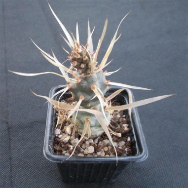 Tephrocactus articulatus var....