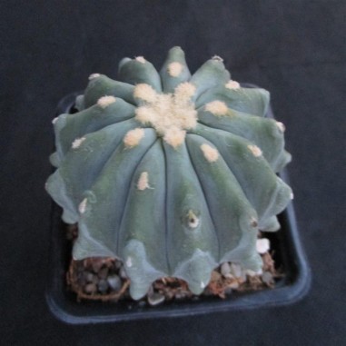 Ferocactus glaucescens var inermis