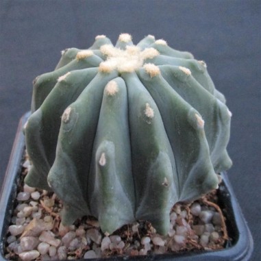 Ferocactus glaucescens var inermis