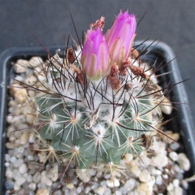 Turbinicarpus viereckii