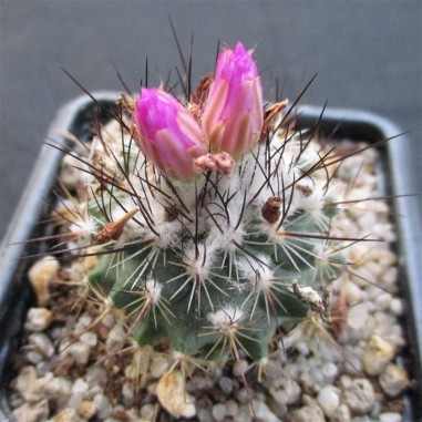 Turbinicarpus viereckii