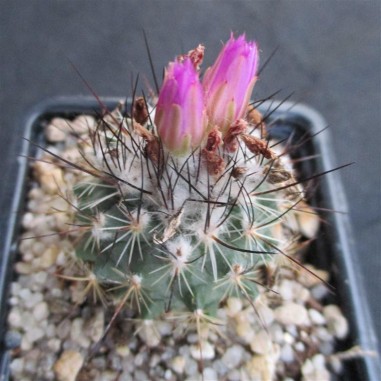 Turbinicarpus viereckii