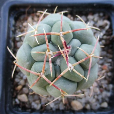 Thelocactus hexaedrophorus