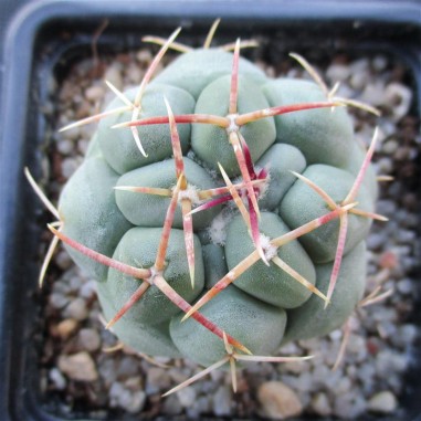 Thelocactus hexaedrophorus