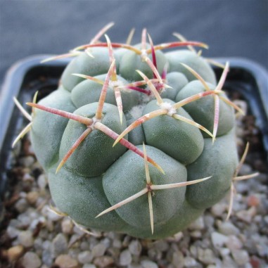 Thelocactus hexaedrophorus