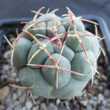 Thelocactus hexaedrophorus