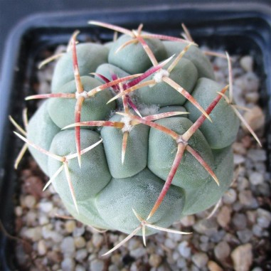 Thelocactus hexaedrophorus