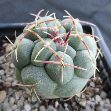 Thelocactus hexaedrophorus