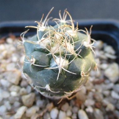 Turbinicarpus  pseudomacrothele