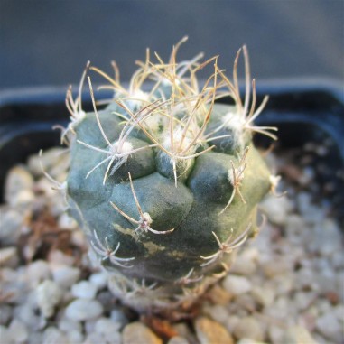 Turbinicarpus  pseudomacrothele