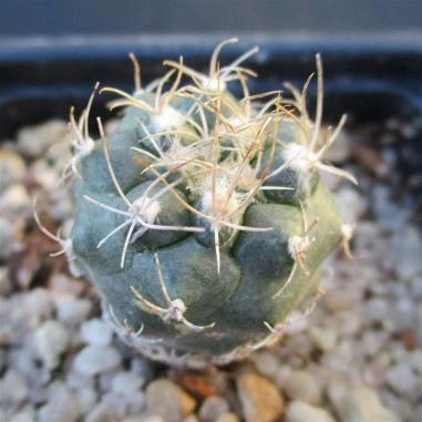 Turbinicarpus  pseudomacrothele