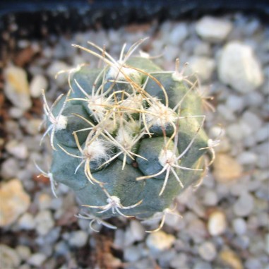 Turbinicarpus  pseudomacrothele