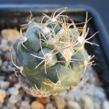 Turbinicarpus  pseudomacrothele