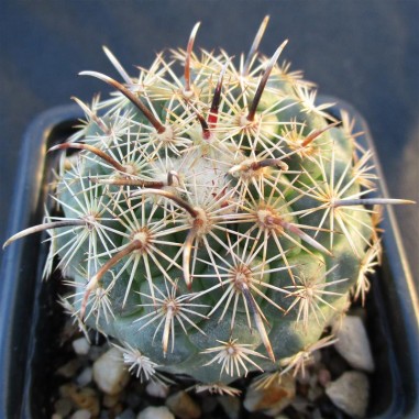 Coryphantha kracikii