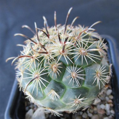 Coryphantha kracikii