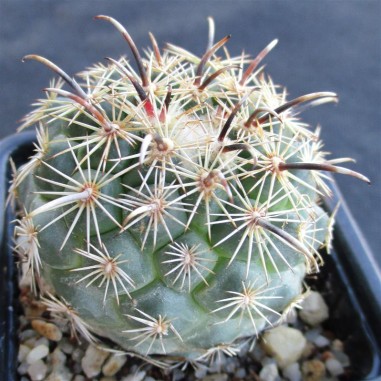 Coryphantha kracikii