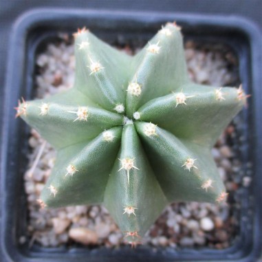 Echinocereus subinermis