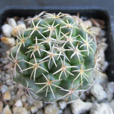 Coryphantha delaetiana fa borwigii