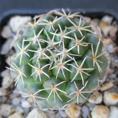 Coryphantha delaetiana fa borwigii