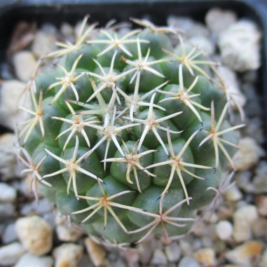 Coryphantha delaetiana fa borwigii